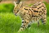 Serval