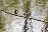 Kingfisher.