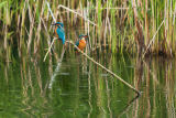 Kingfisher, male and female.
