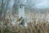 Goldfinch at feeder glazed by frozen rain.
