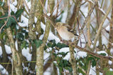 Female Chaffinch.