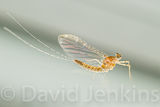 Mayfly.