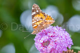Painted Lady butterfly.