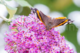 Red Admiral butterfly.