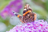 Red Admiral Butterfly.