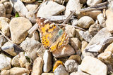 Painted Lady butterfly.