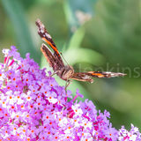 Red Admiral feeding.