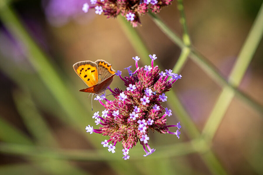 Small Copper butterfly