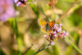 Small Copper butterfly