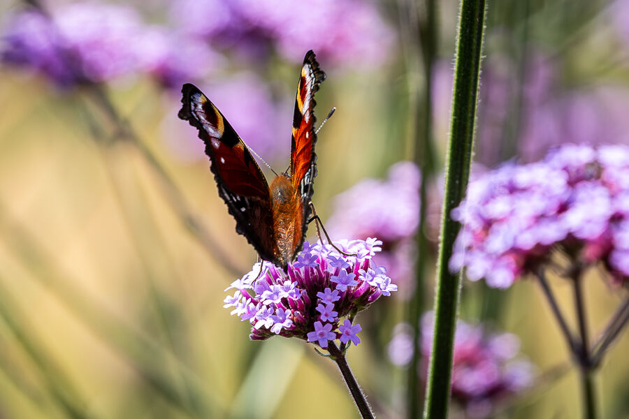 A Peacock butterfly