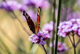 A Peacock butterfly