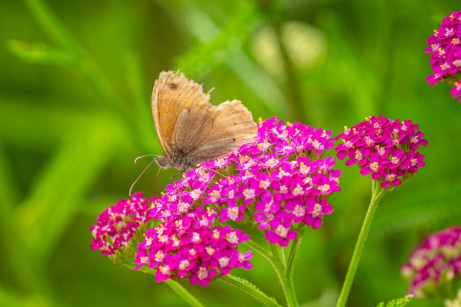 A Meadow Brown butterfly