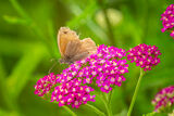 A Meadow Brown butterfly