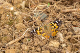 A Painted Lady butterfly