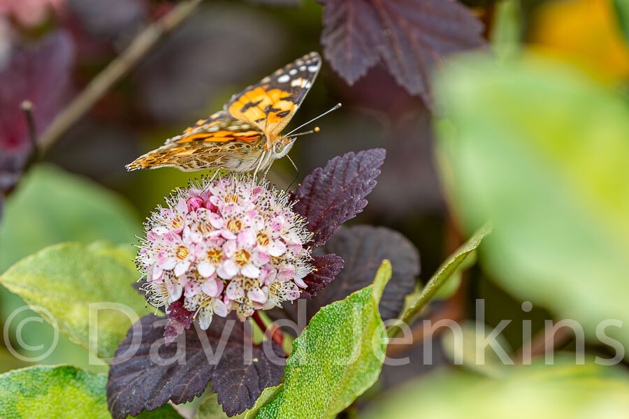 Painted Lady butterfly.