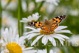 A Painted Lady butterfly