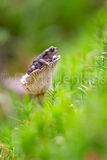 Toad on fungi
