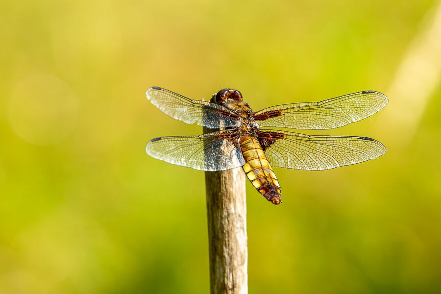 Female Broad-bodied Chaser dragonfly.