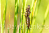Dragonfly exoskeleton