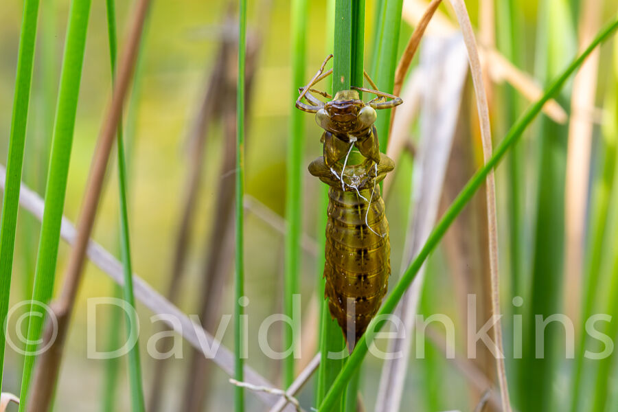 Dragonfly exoskeleton