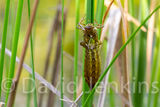 Dragonfly exoskeleton