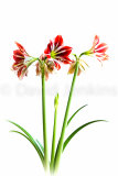 Amaryllis