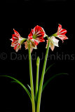 Amaryllis