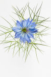 A Nigella flower