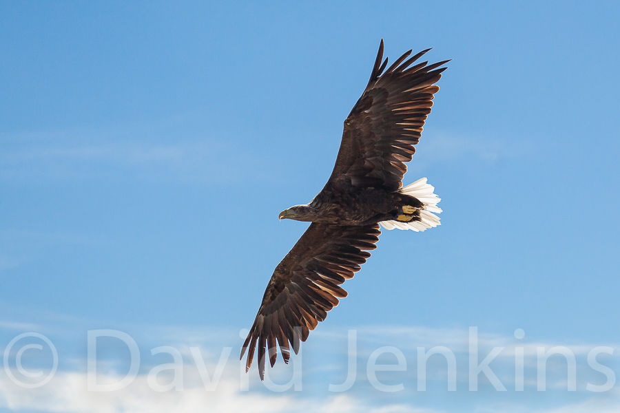 White tailed eagle (Sea eagle).