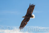 White tailed eagle (Sea eagle).
