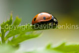 Ladybird