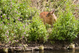Muntjac Deer