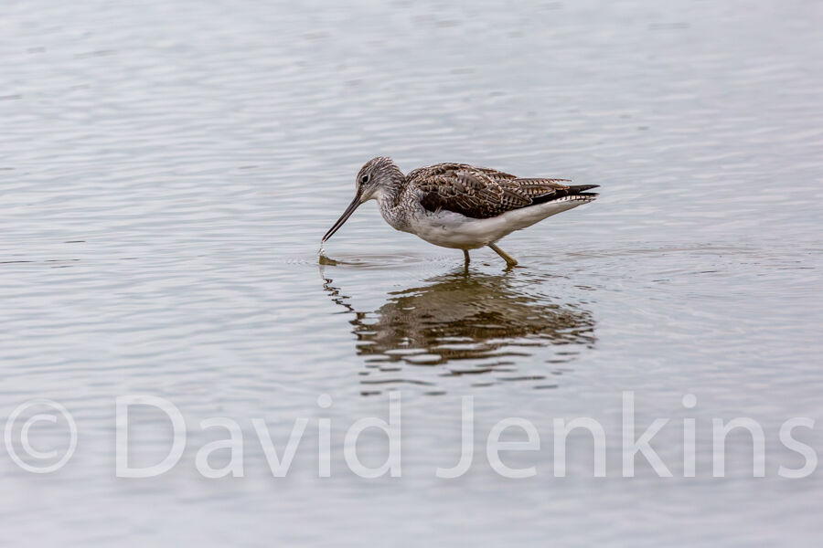 Greenshank
