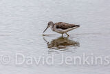 Greenshank