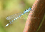 Damsel Fly