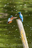 Kingfisher, male and female.