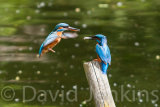 Kingfisher, male and female.
