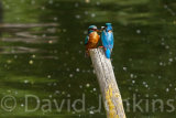 Kingfisher, male and female.