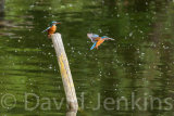 Kingfisher, male and female.