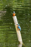 Kingfisher, male and female.