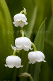 Lily of the valley