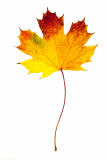 Autumn Leaf