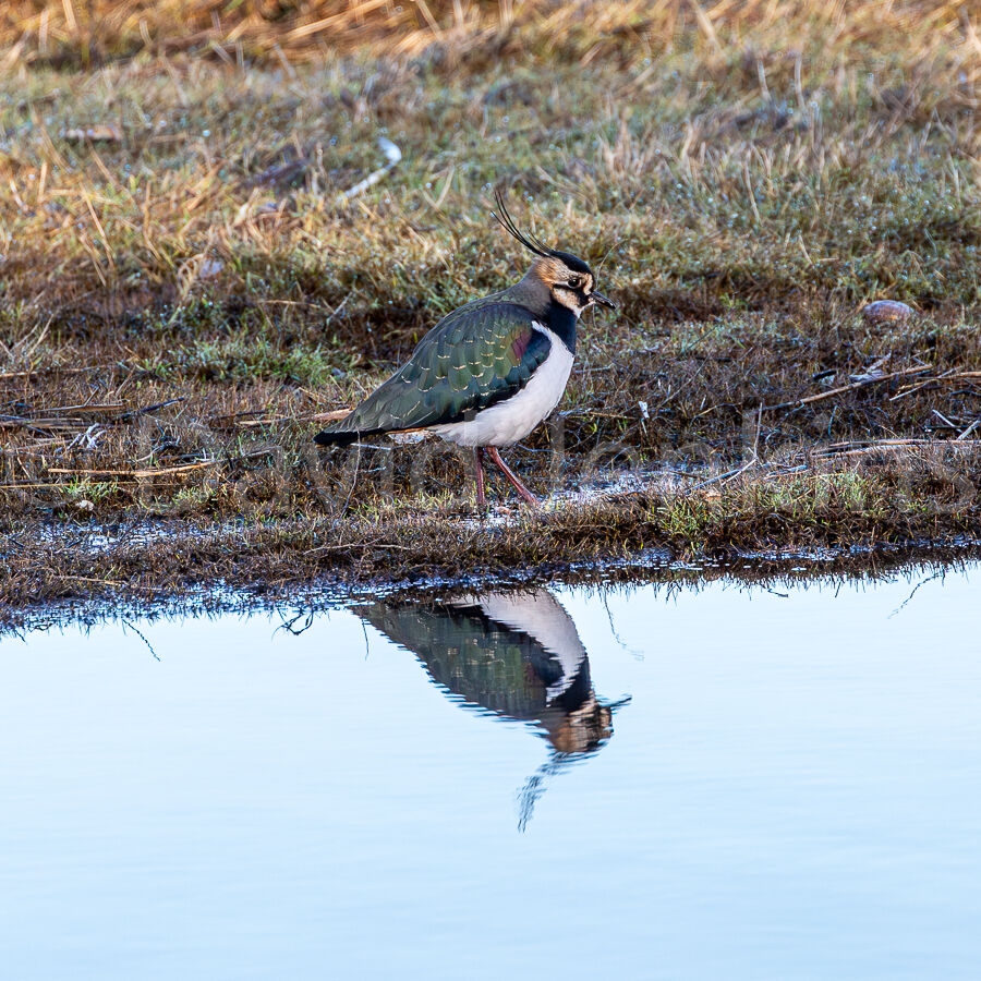 Lapwing