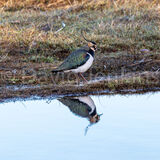 Lapwing