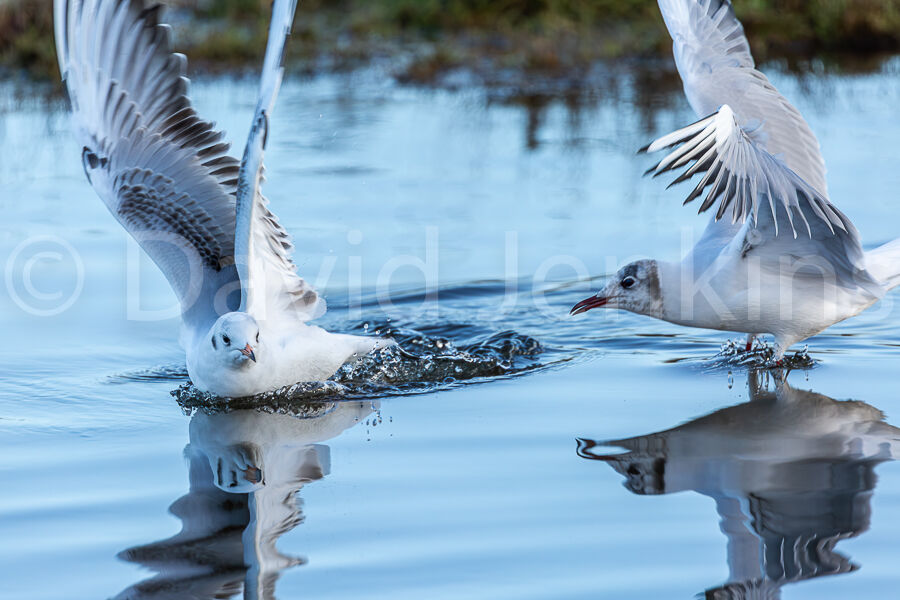Black Headed gulls