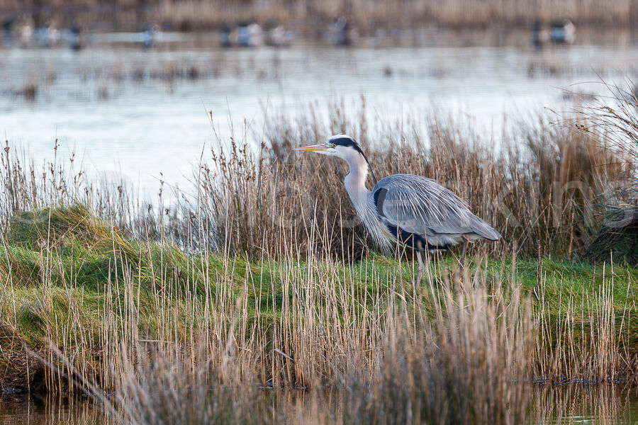 Grey Heron