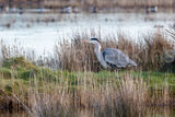 Grey Heron