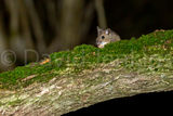 Wood Mouse