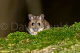 Wood Mouse