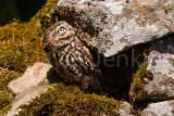 Little owl.